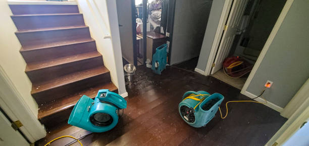 Best Professional water damage repair  in Ray City, GA