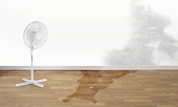 Best Flood damage cleanup  in Ray City, GA